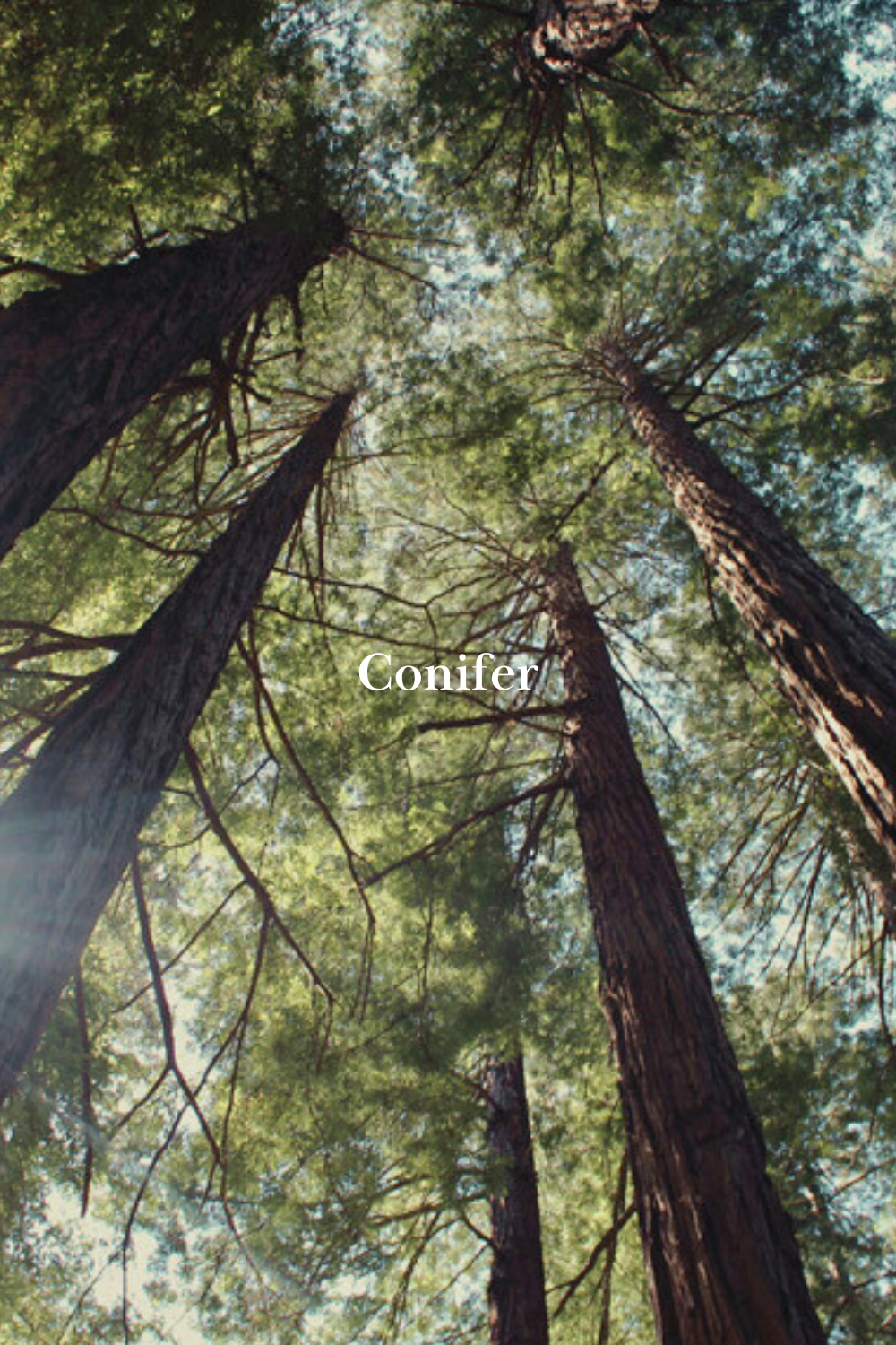Conifer
